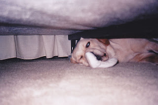 zo under bed